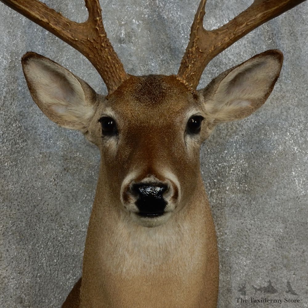 Whitetail Deer Shoulder Mount For Sale #15246 @ The Taxidermy Store