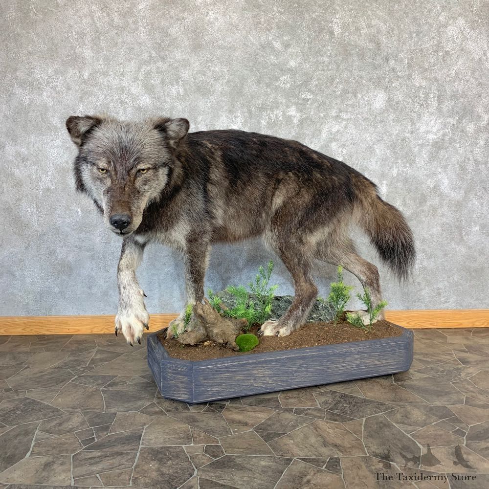 Black Alaskan Grey Wolf Life-Size Mount For Sale #21737 @ The Taxidermy Store