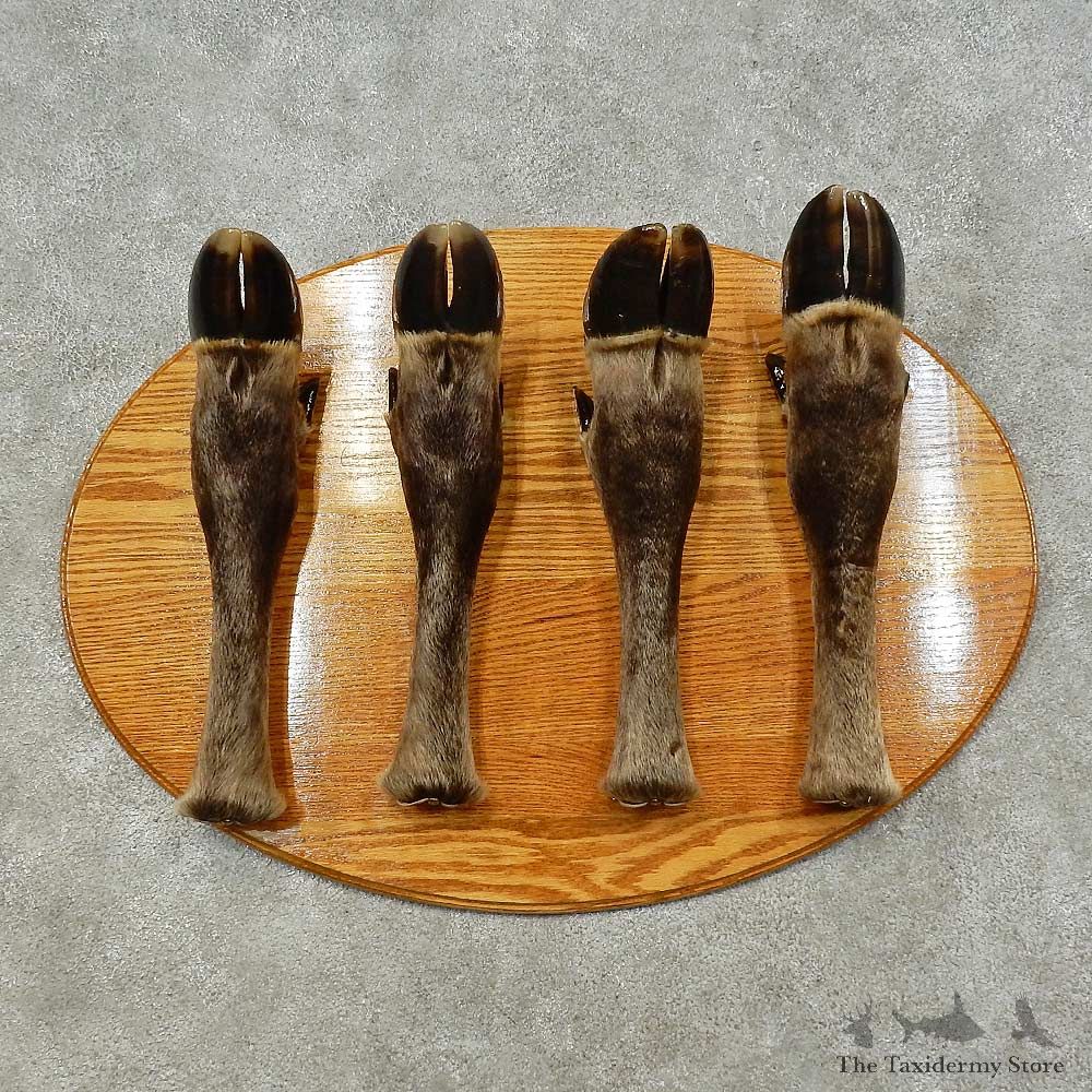 Moose Leg Coat Rack For Sale #16257 @ The Taxidermy Store