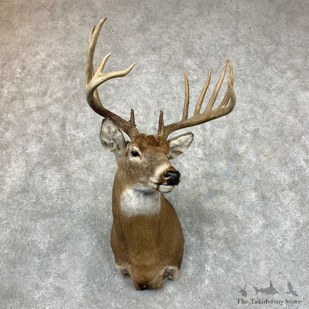 Whitetail Deer Shoulder Mount #23506 For Sale - The Taxidermy Store