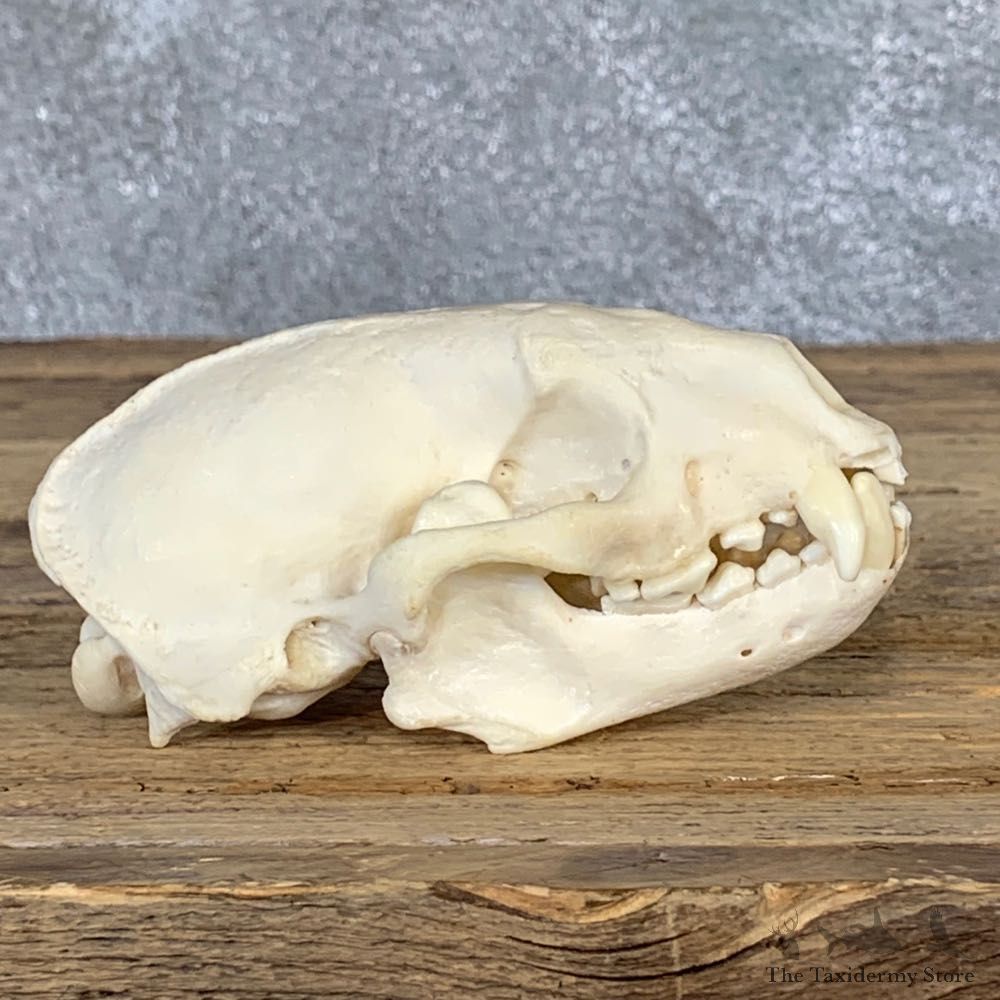 Honey Badger Full Skull Mount For Sale #22062 @ The Taxidermy Store