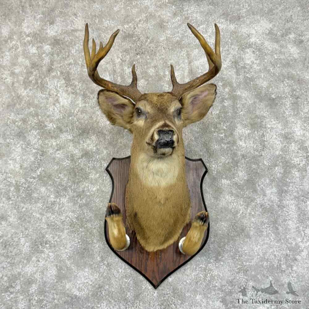 Whitetail Deer Shoulder Mount For Sale #31216 @ The Taxidermy Store