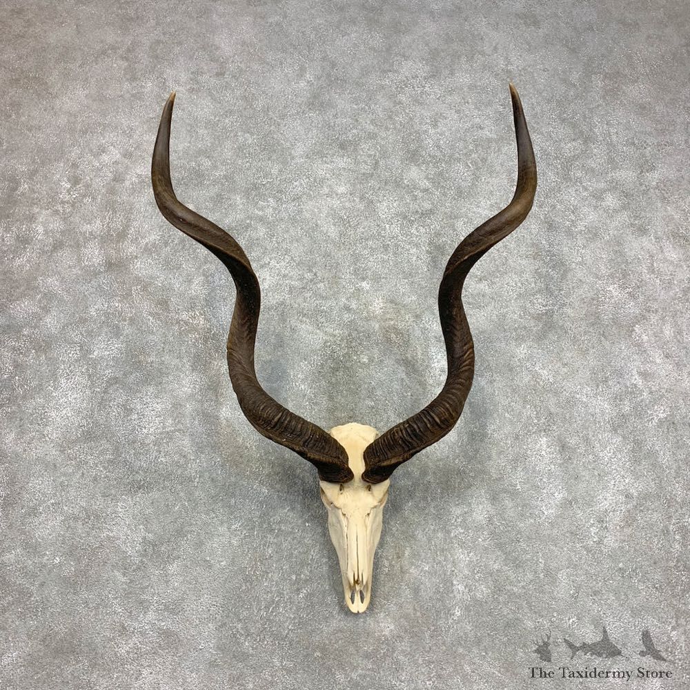 Greater Kudu Skull European Mount For Sale #21587 @ The Taxidermy Store