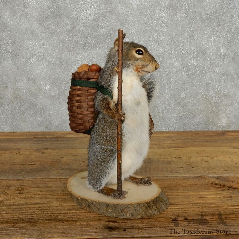 Hiking Squirrel Novelty Mount For Sale #17720 @ The Taxidermy Store