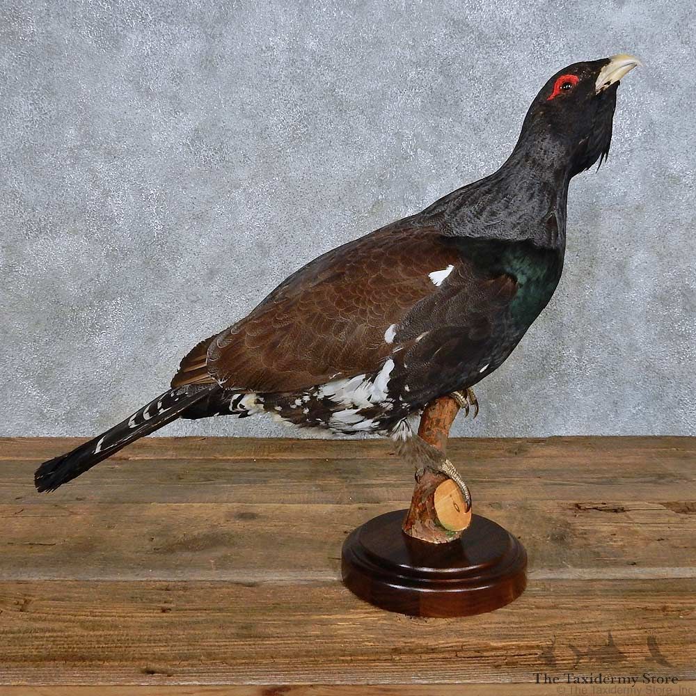 Standing Western Capercaillie Bird Mount For Sale #14689 @ The Taxidermy Store