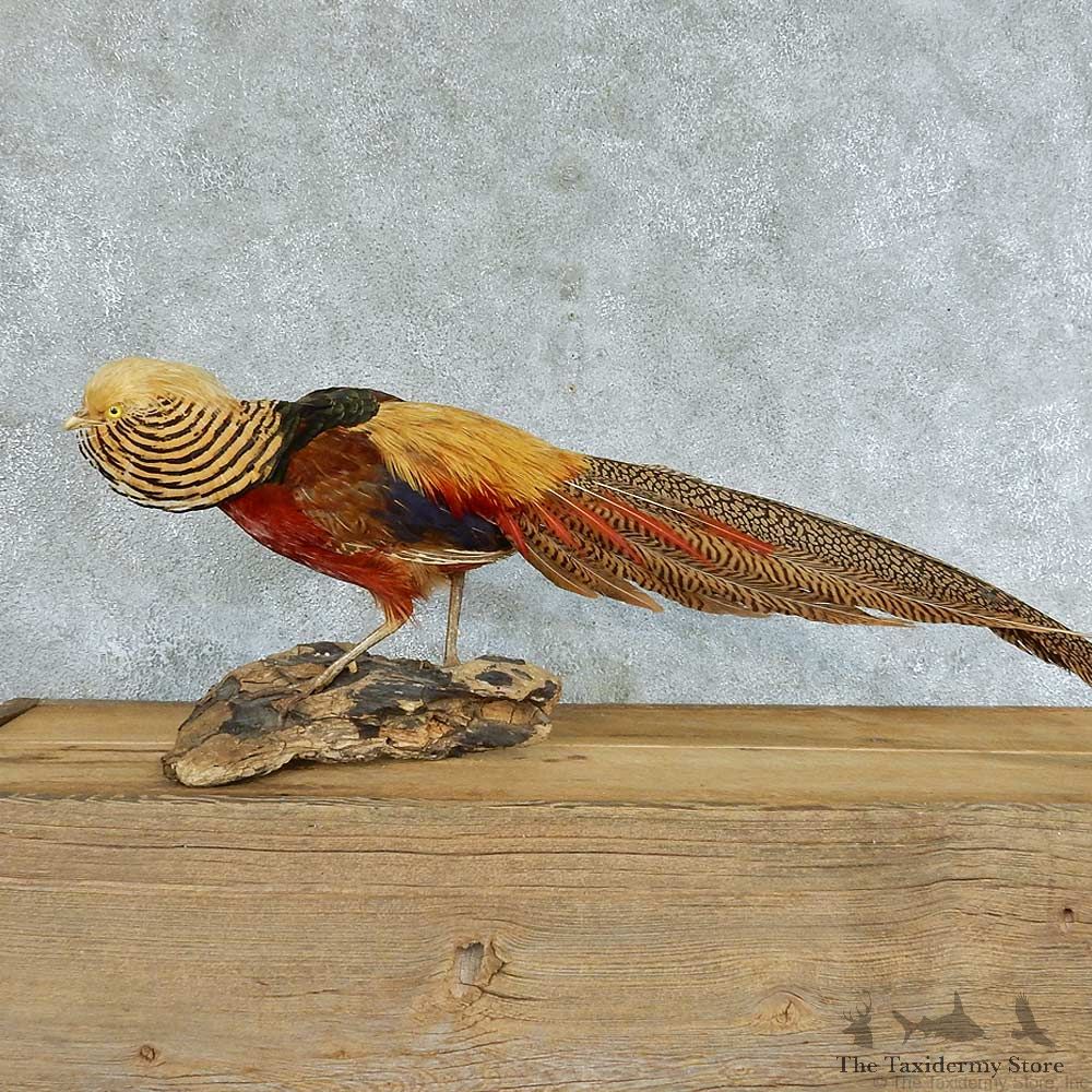 Standing Golden Pheasant Taxidermy Mount #13373 For Sale @ The Taxidermy Store