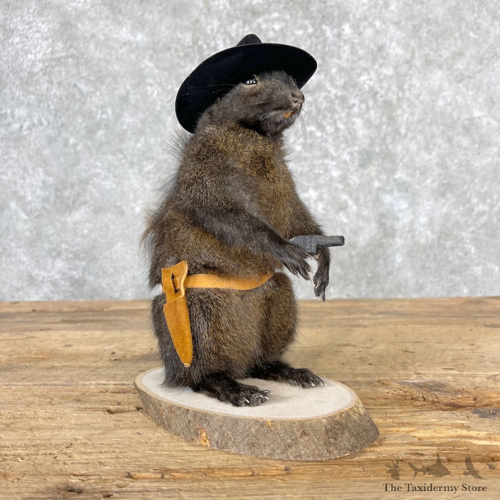 Cowboy Squirrel Novelty Mount For Sale #27016 @ The Taxidermy Store