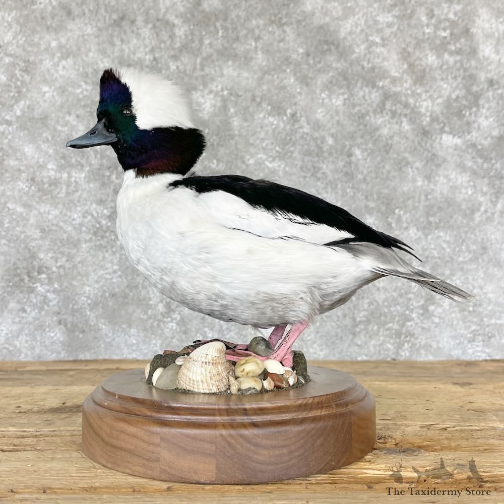 Bufflehead Drake Duck Mount For Sale #28232 @The Taxidermy Store