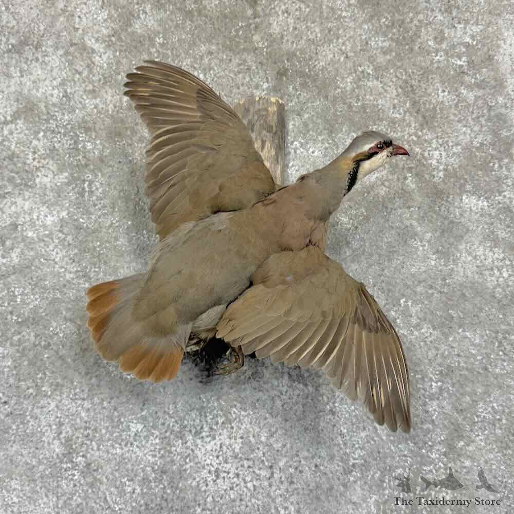 Chukar Partridge Life-Size Mount For Sale #31377 @ The Taxidermy Store