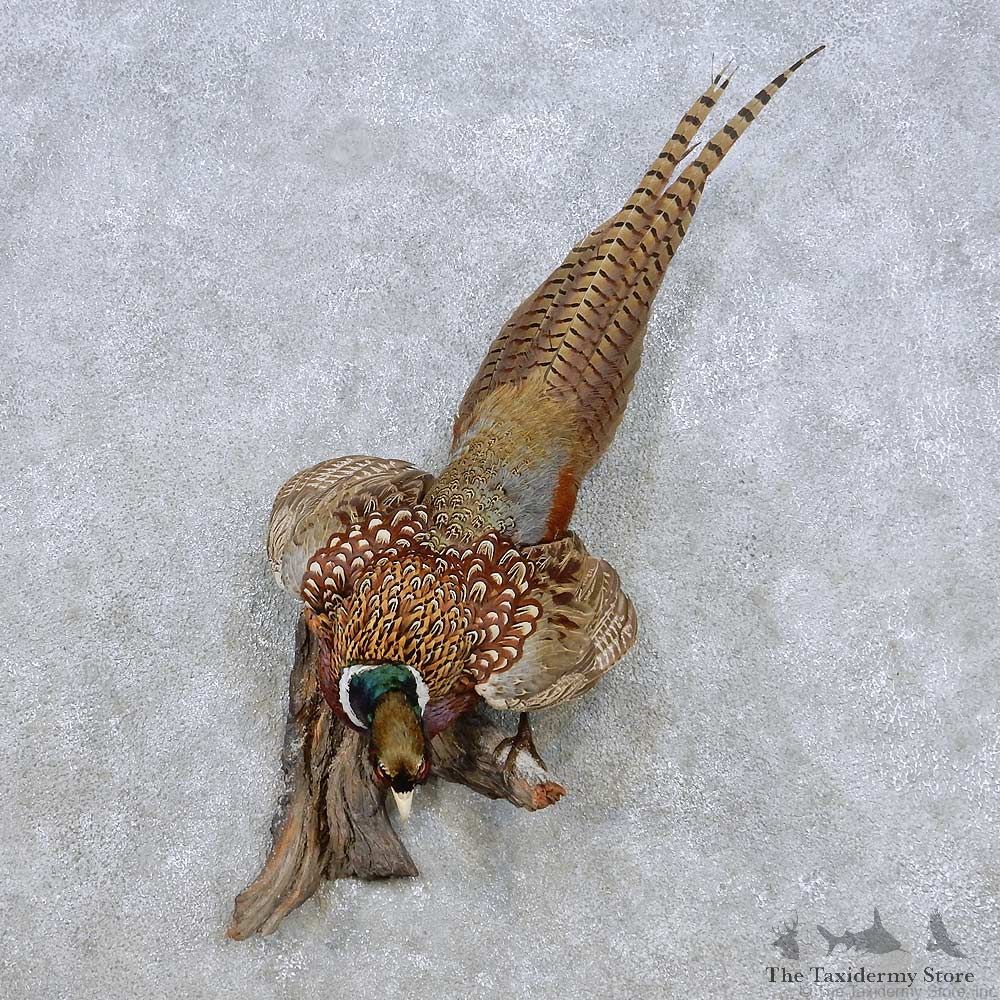 Perched Ringneck Pheasant Mount For Sale #14249 @ The Taxidermy Store