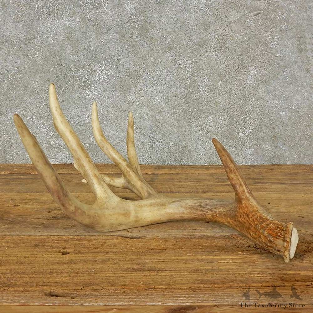 Whitetail Deer Antler Shed For Sale #16203 @ The Taxidermy Store