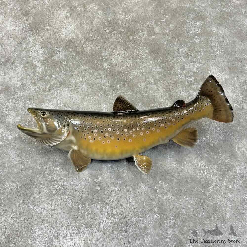 Brown Trout Fish Mount For Sale #30754 @ The Taxidermy Store
