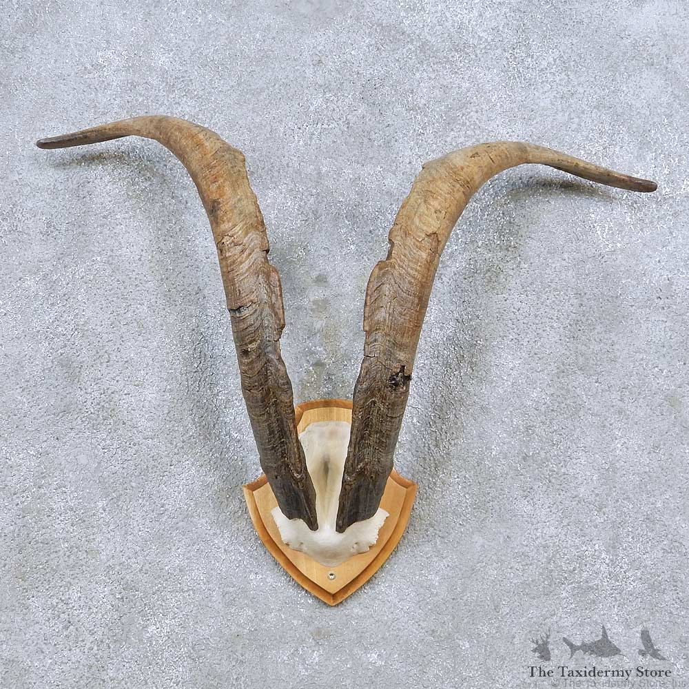 Spanish Ibex Horn Plaque Mount For Sale #14479 @ The Taxidermy Store