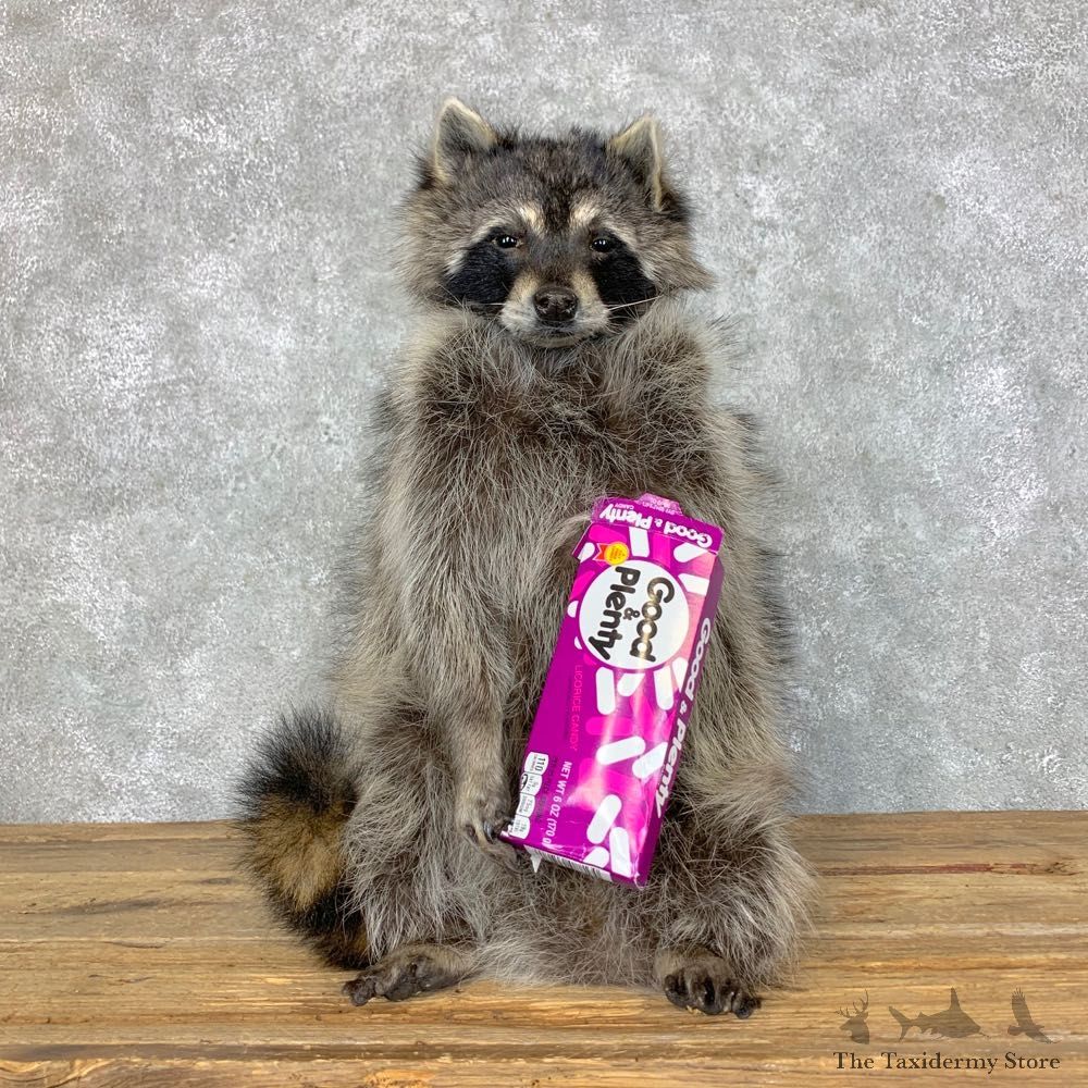 Candy Raccoon Mount For Sale #23422 @ The Taxidermy Store