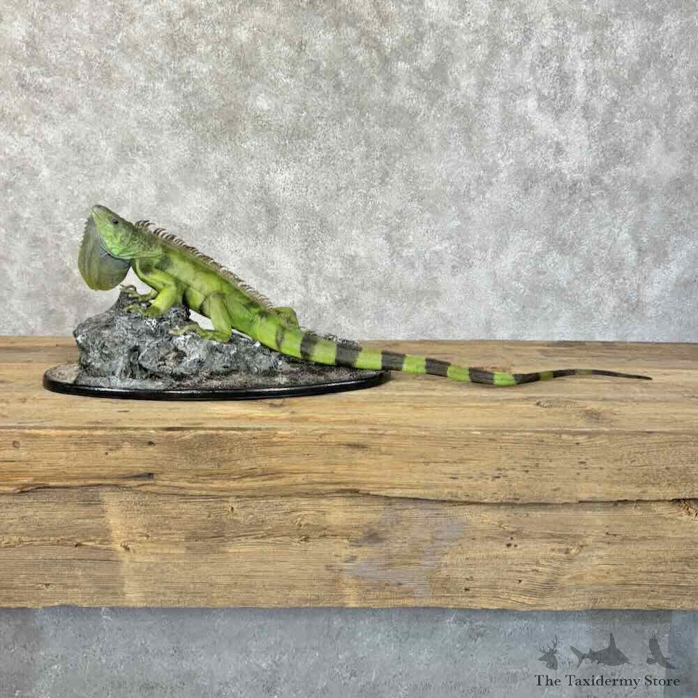 Green Iguana Life-Size Mount For Sale #31388 @ The Taxidermy Store