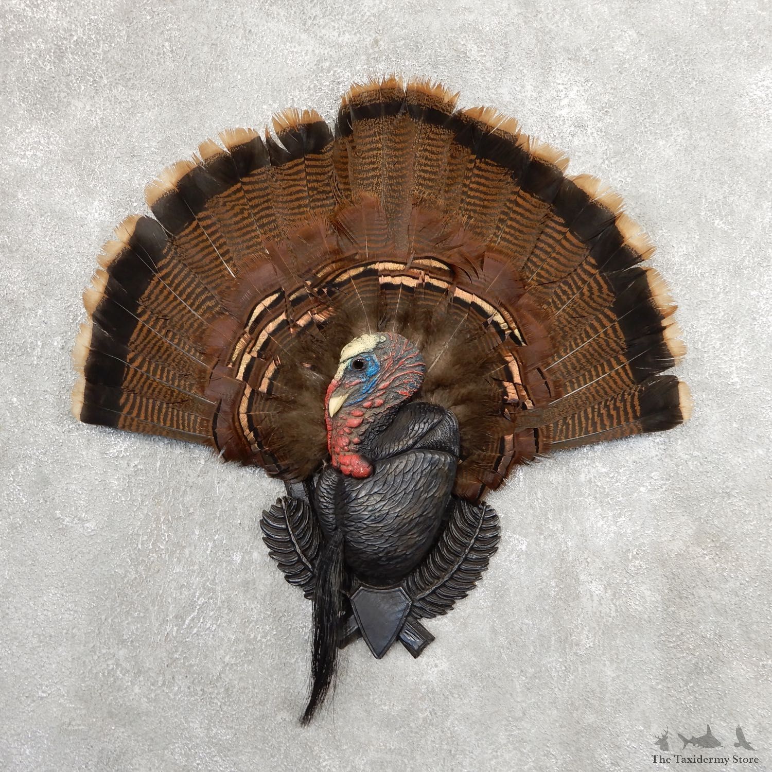 Eastern Wild Turkey Fan For Sale #19748 @ The Taxidermy Store