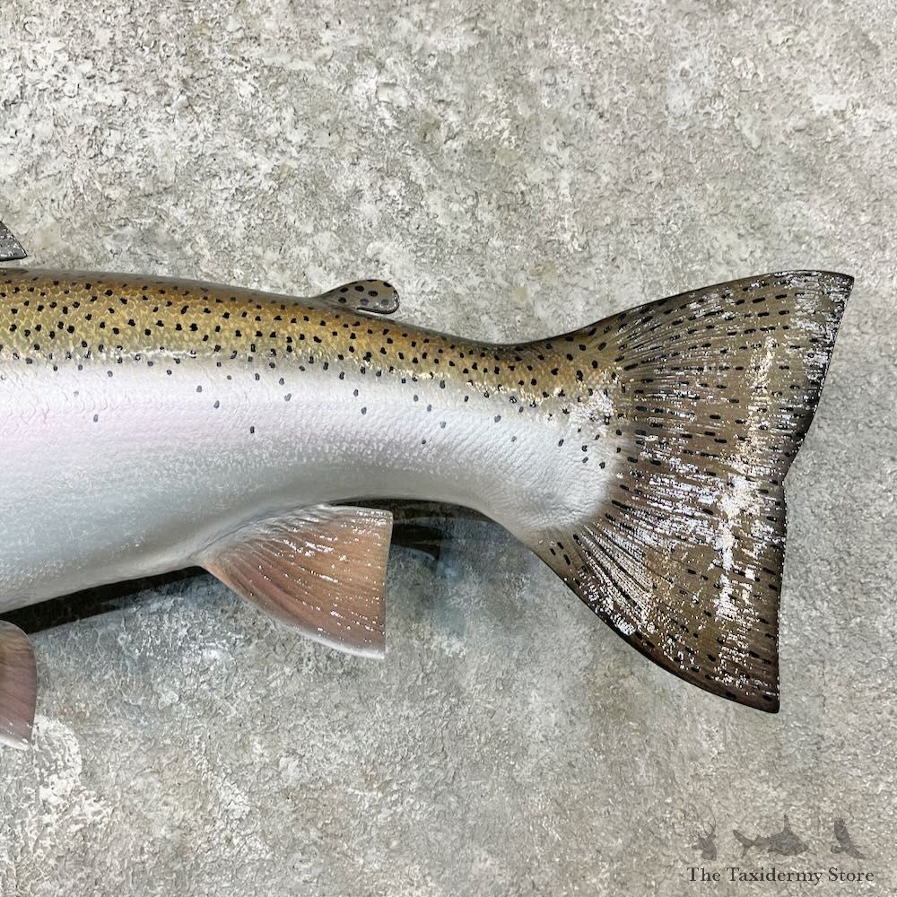 Rainbow Trout Fish Mount For Sale #27264 @ The Taxidermy Store