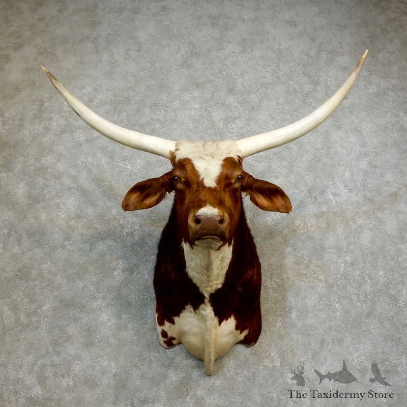 Texas Longhorn Shoulder Mount For Sale #17179 @ The Taxidermy Store