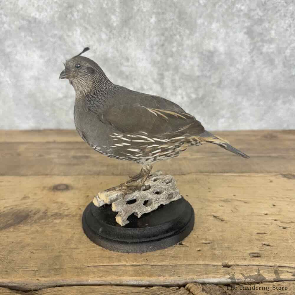California Quail Bird Mount For Sale #30705 @ The Taxidermy Store