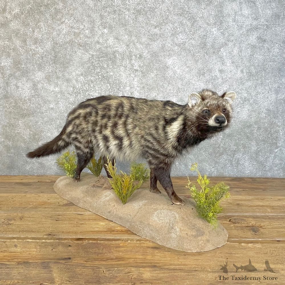 African Civet-Cat Life-Size Mount For Sale #25125 @ The Taxidermy Store