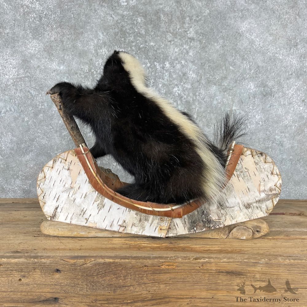 Canoe Skunk Novelty Mount For Sale #26962 @ The Taxidermy Store