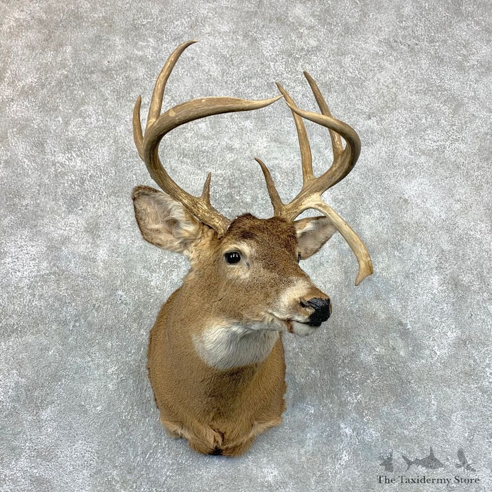 Whitetail Deer Shoulder Mount For Sale #23516 @ The Taxidermy Store