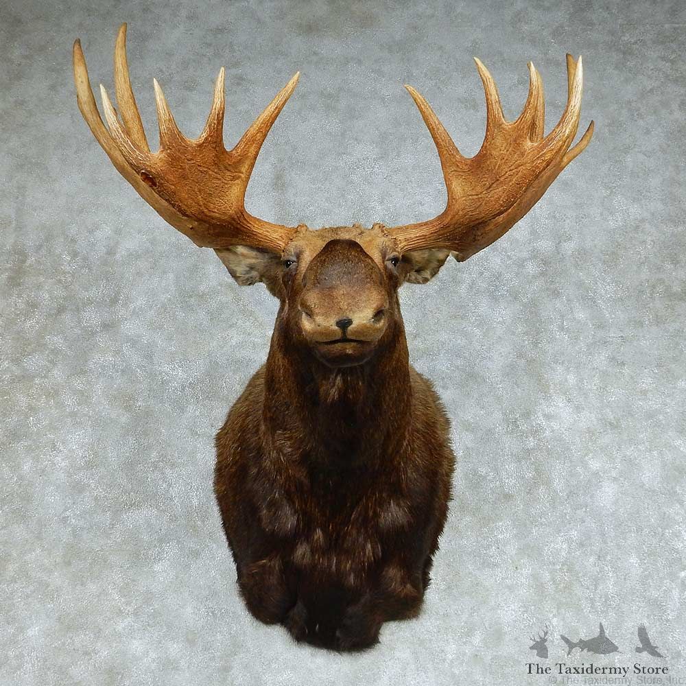 Moose Shoulder Mount #13691 For Sale @ The Taxidermy Store