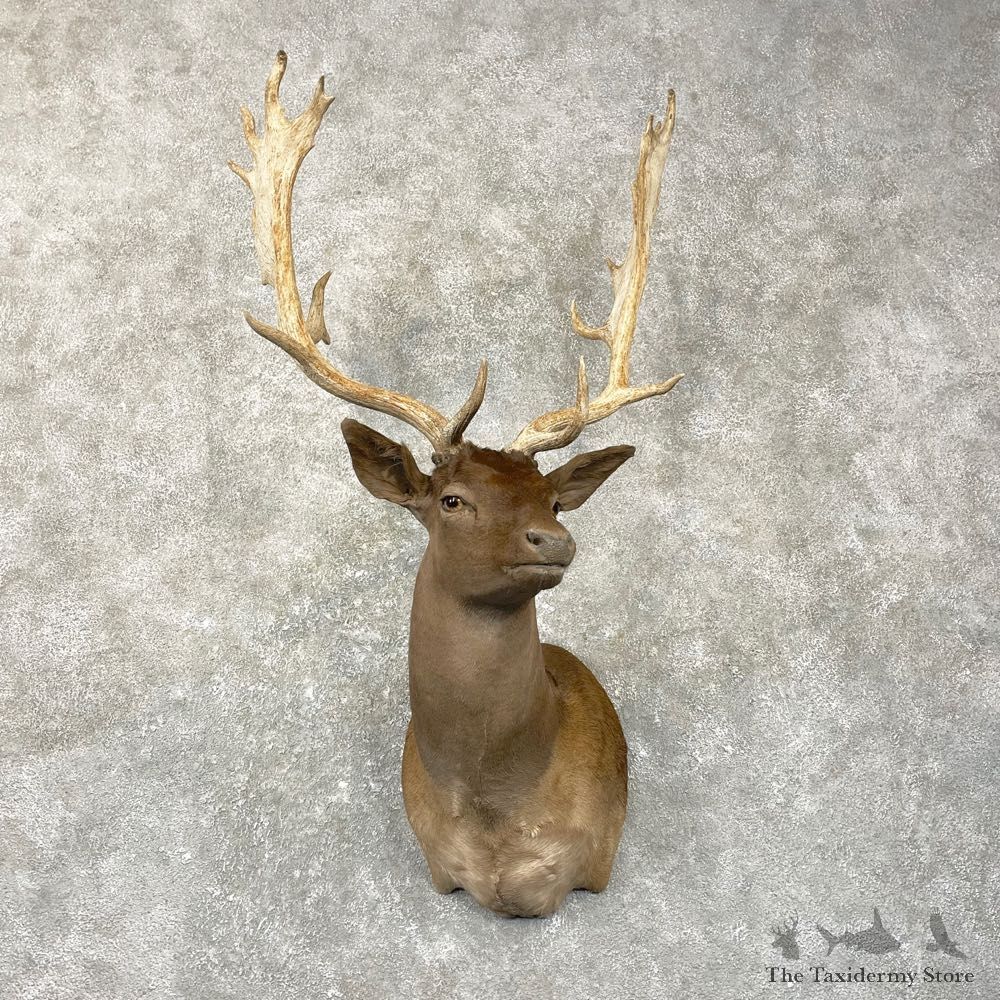 Chocolate Fallow Deer Shoulder Mount For Sale #24992 @ The Taxidermy Store