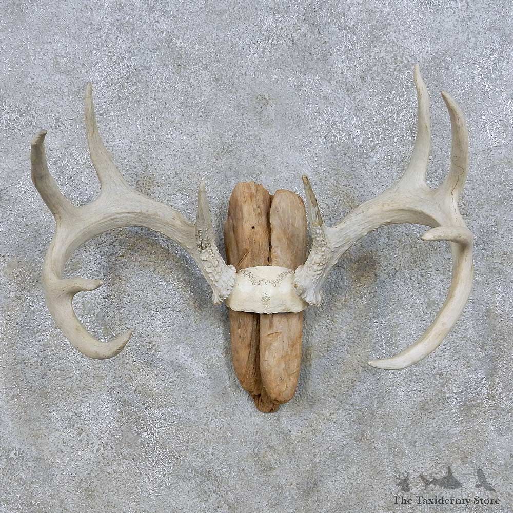 Whitetail Antler Mount For Sale #13940 For Sale @ The Taxidermy Store