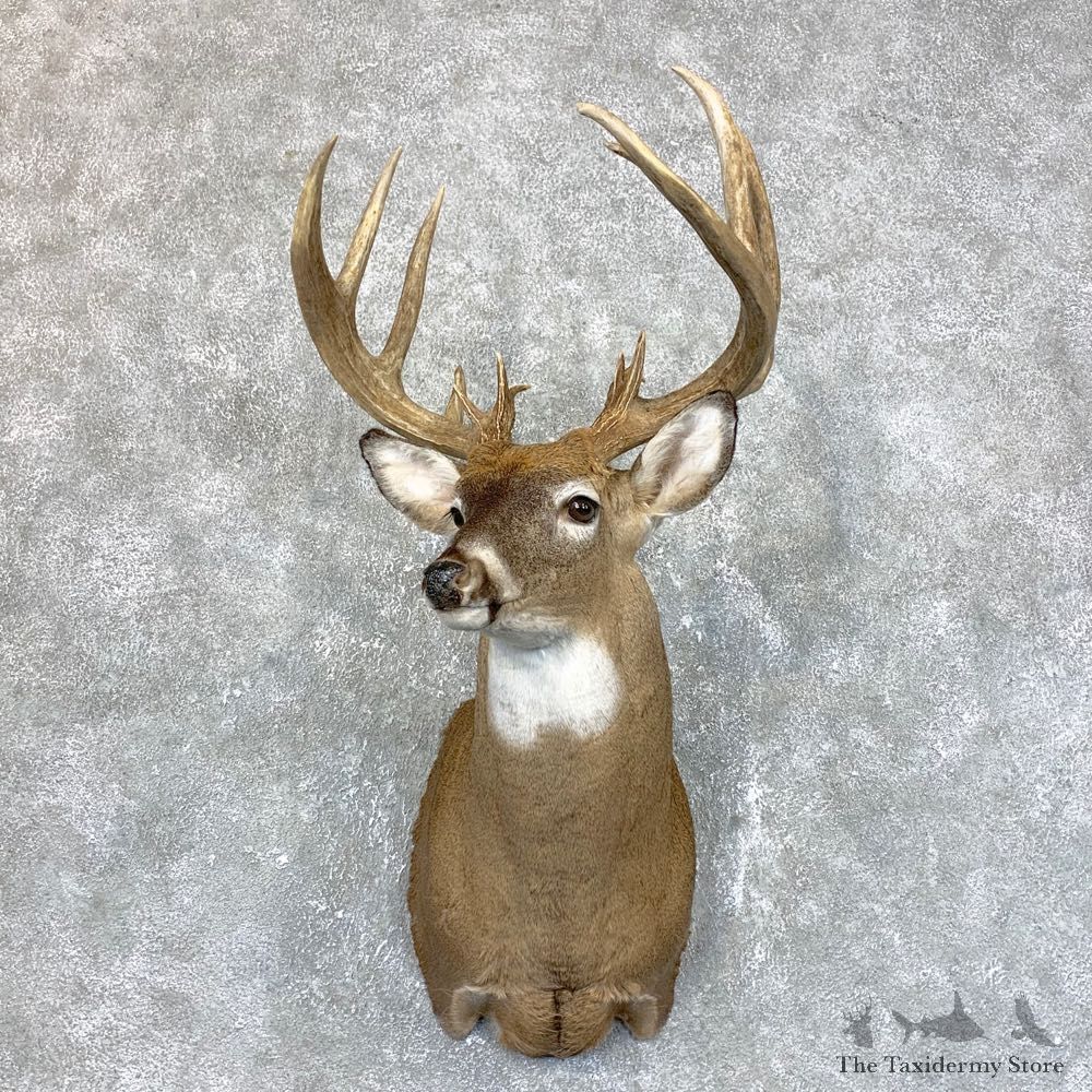 Whitetail Deer Shoulder Mount #23861 For Sale - The Taxidermy Store