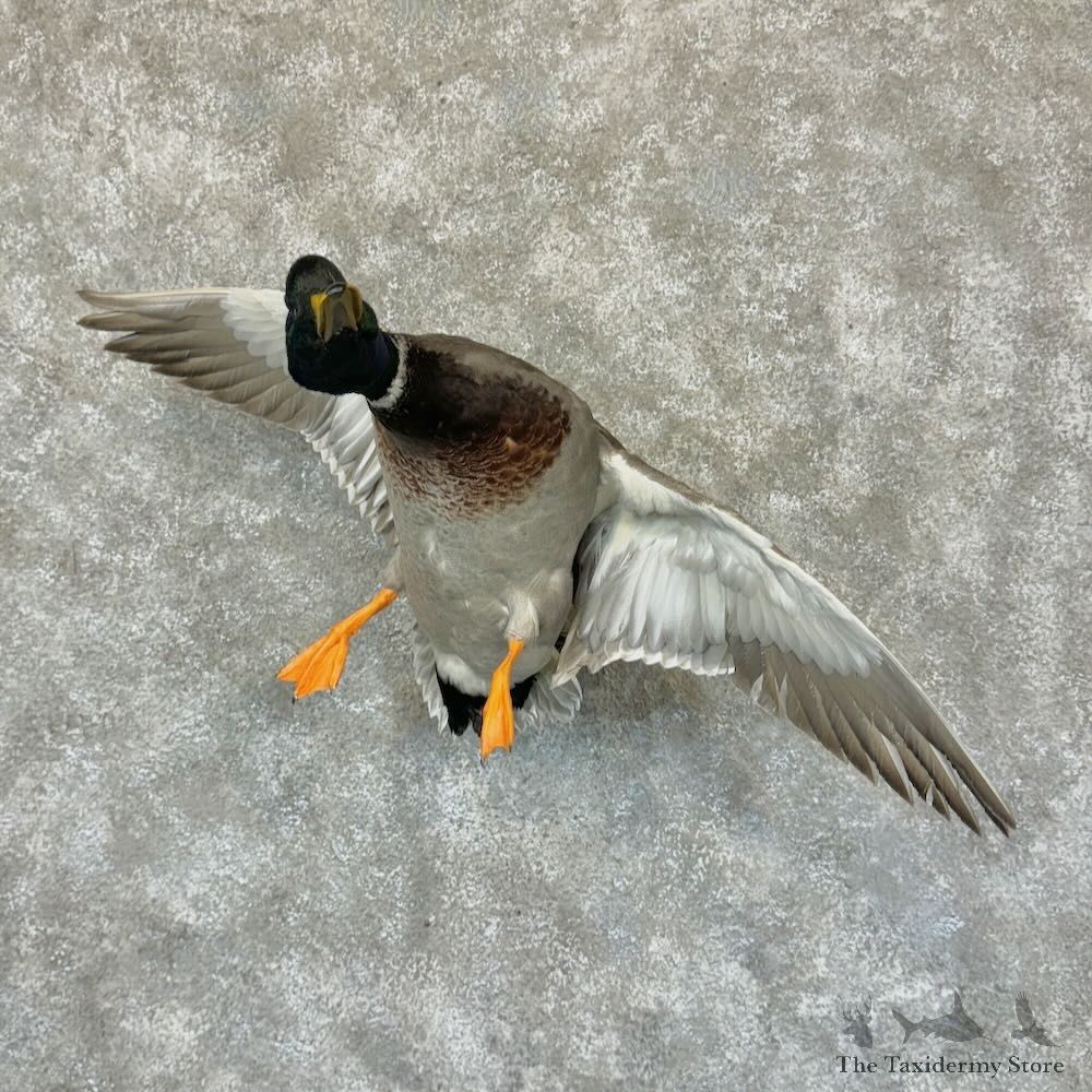 Mallard Duck Drake Mount For Sale #29136 @ The Taxidermy Store