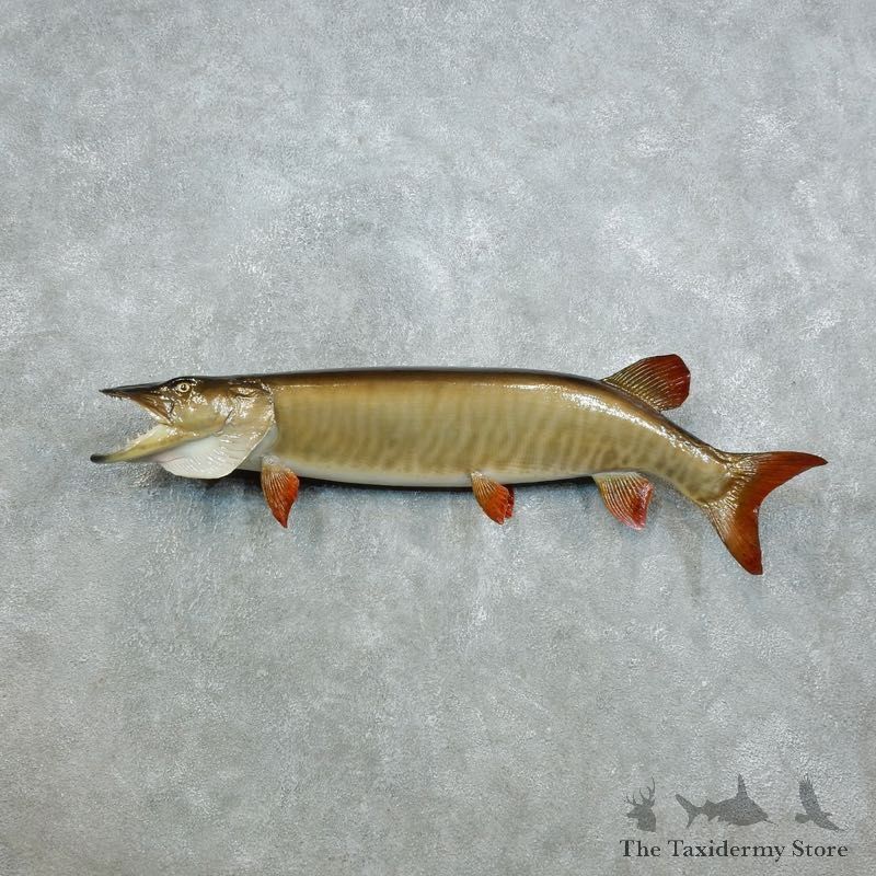 Musky Fish Taxidermy Mount For Sale #18389 - The Taxidermy Store