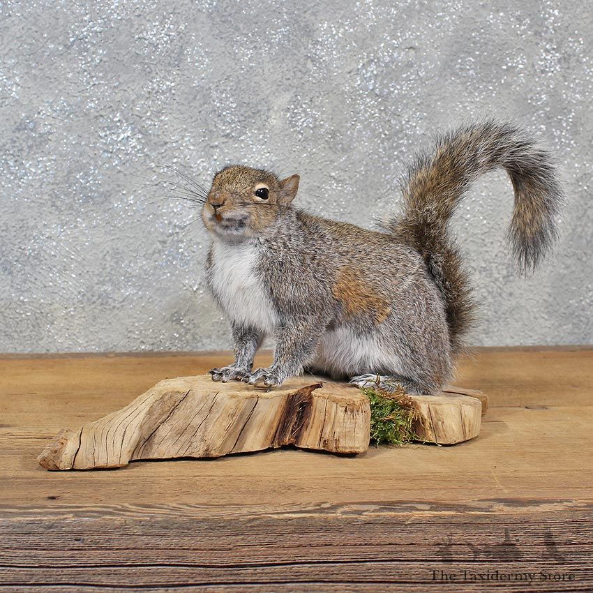 Standing Grey Squirrel Mount #11943 For Sale @ The Taxidermy Store
