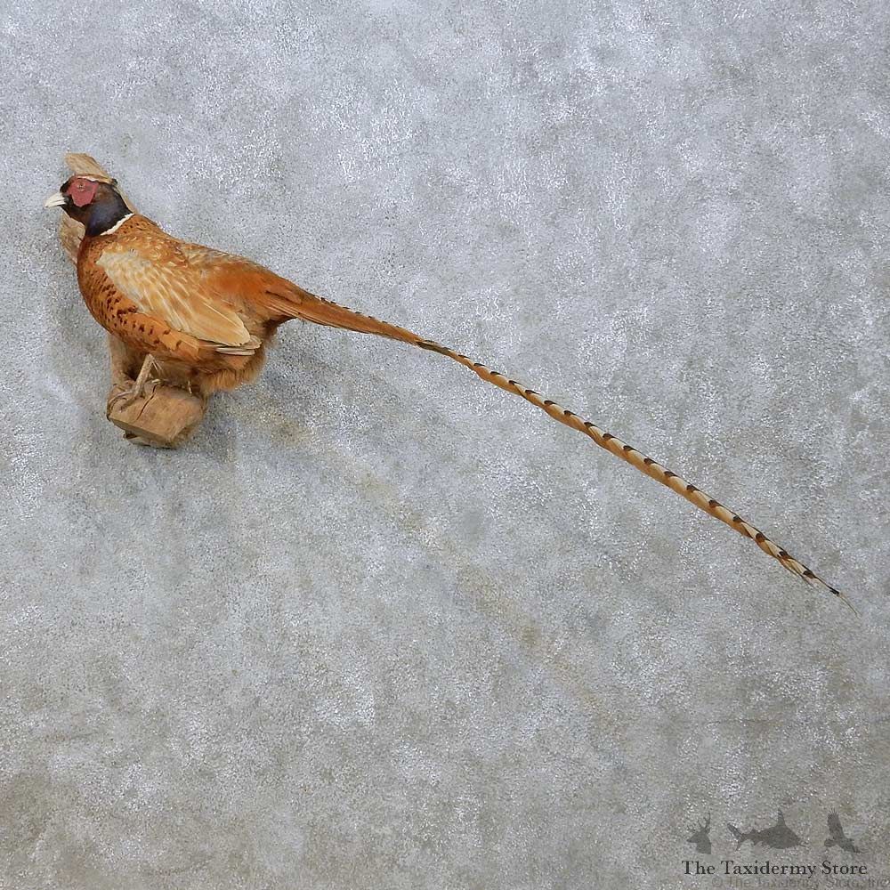 Reeves/Ringneck Cross Pheasant Life-Size Mount #12308 For Sale @ The Taxidermy Store