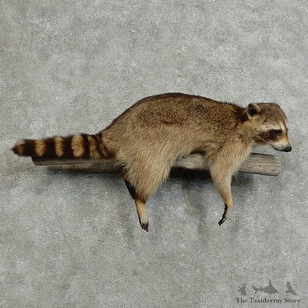 Raccoon Life-Size Mount For Sale #16100 @ The Taxidermy Store