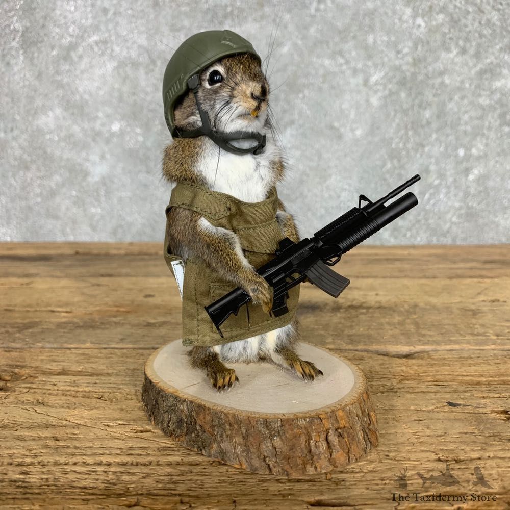 Soldier Squirrel Novelty Mount For Sale #23467 @ The Taxidermy Store