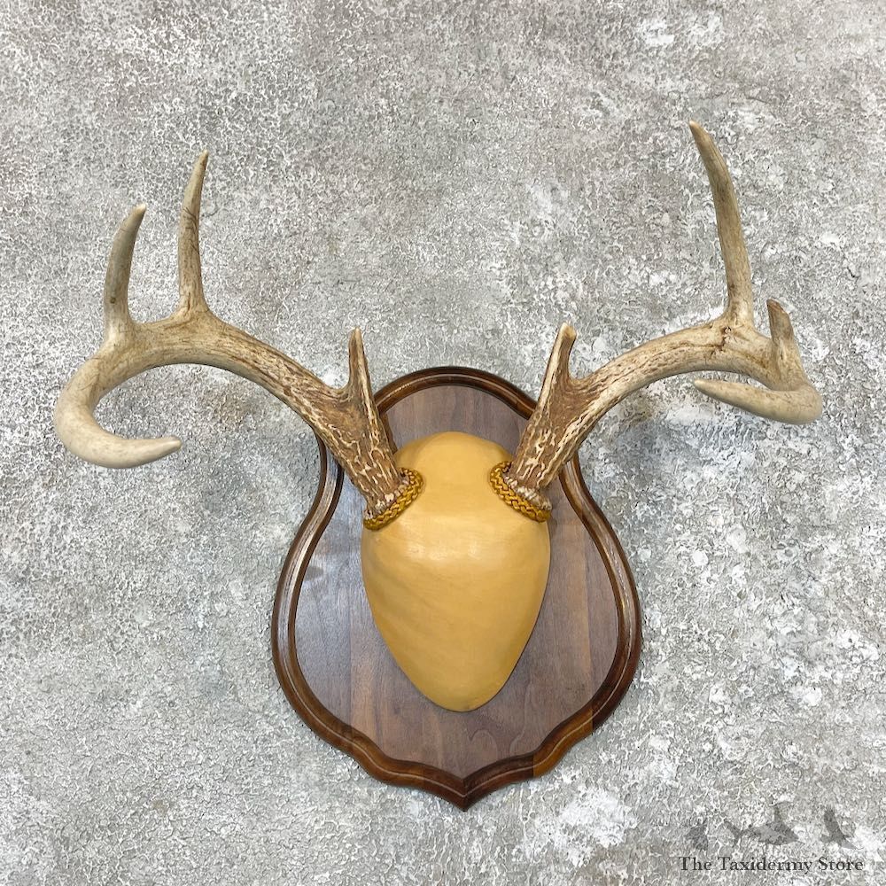 Whitetail Deer Antler Plaque Taxidermy Mount For Sale #26586 @ The Taxidermy Store