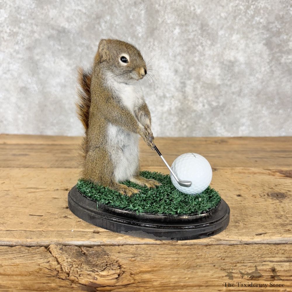 Golfing Squirrel Novelty Mount For Sale #29946 @ The Taxidermy Store