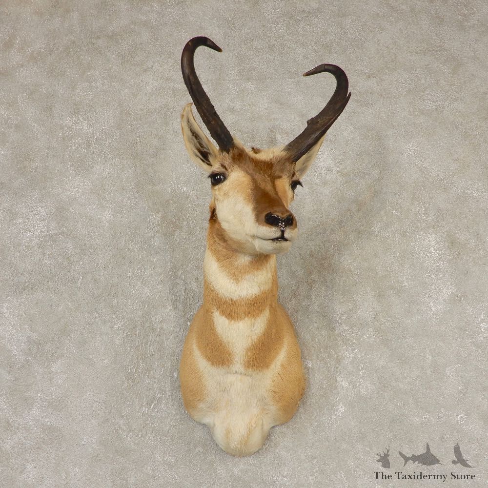 Pronghorn Antelope Shoulder Mount For Sale #21596 @ The Taxidermy-Store