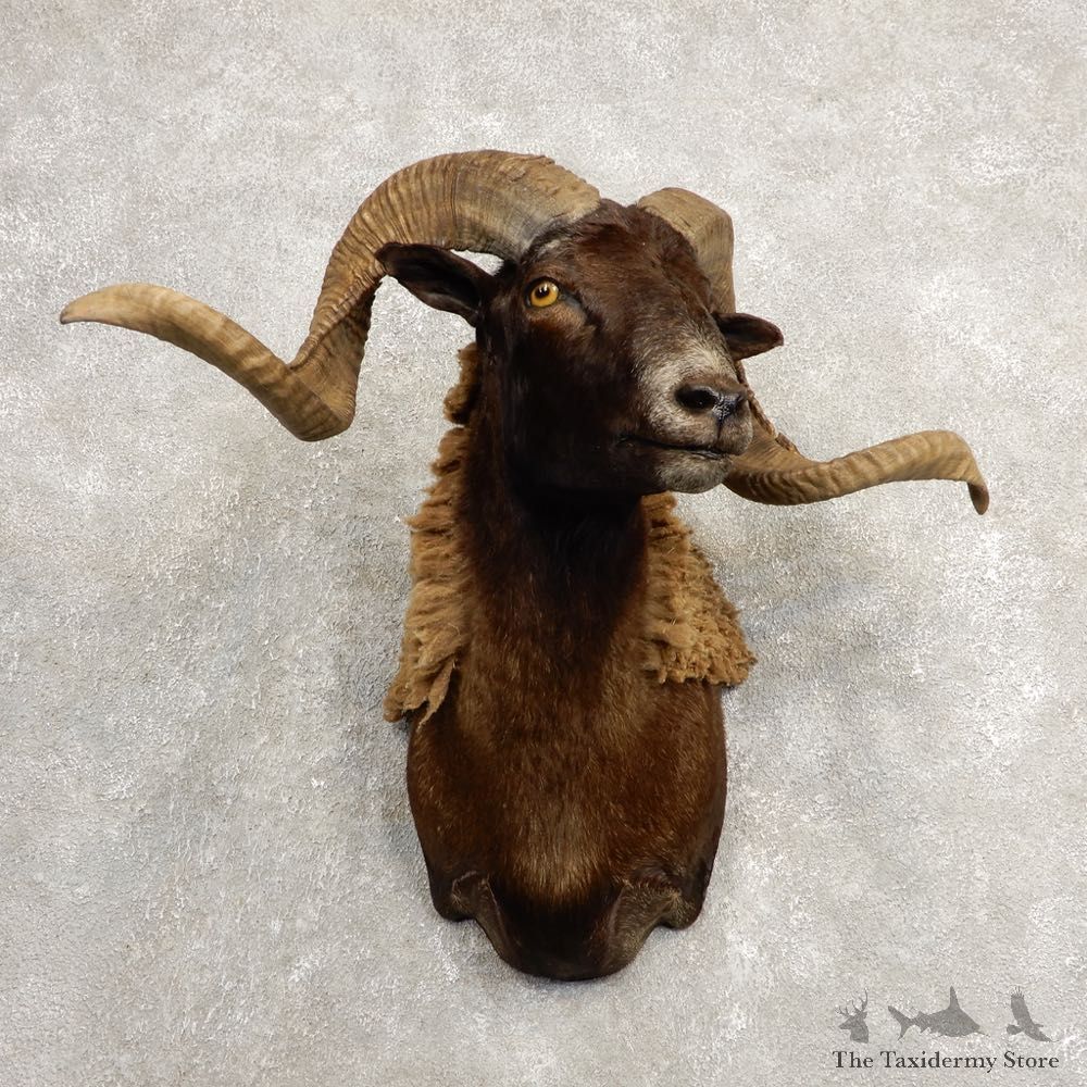 Black Corsican Ram Shoulder Mount For Sale #20485 @ The Taxidermy Store