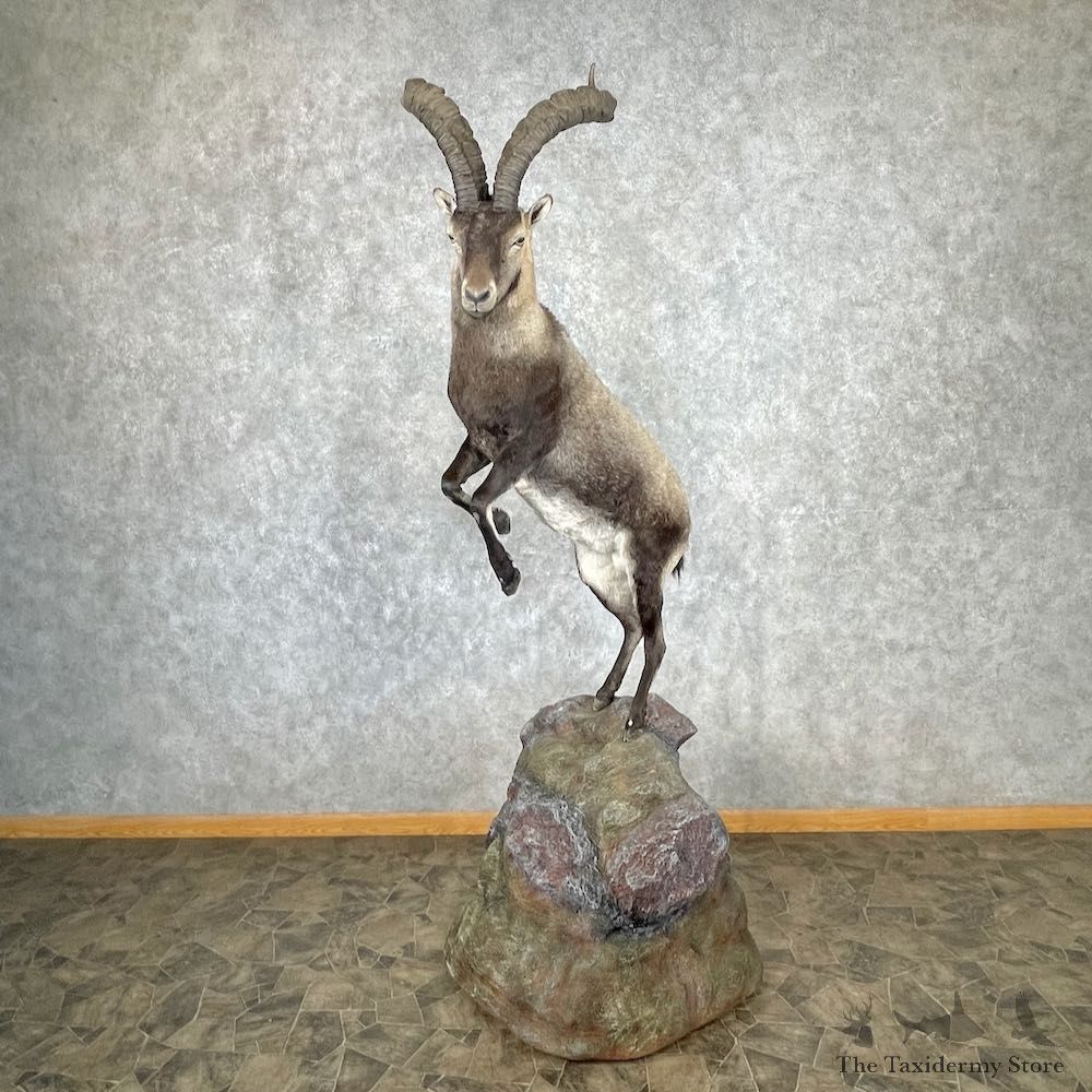 Spanish Ibex Life-Size Mount For Sale #26876 @ The Taxidermy Store
