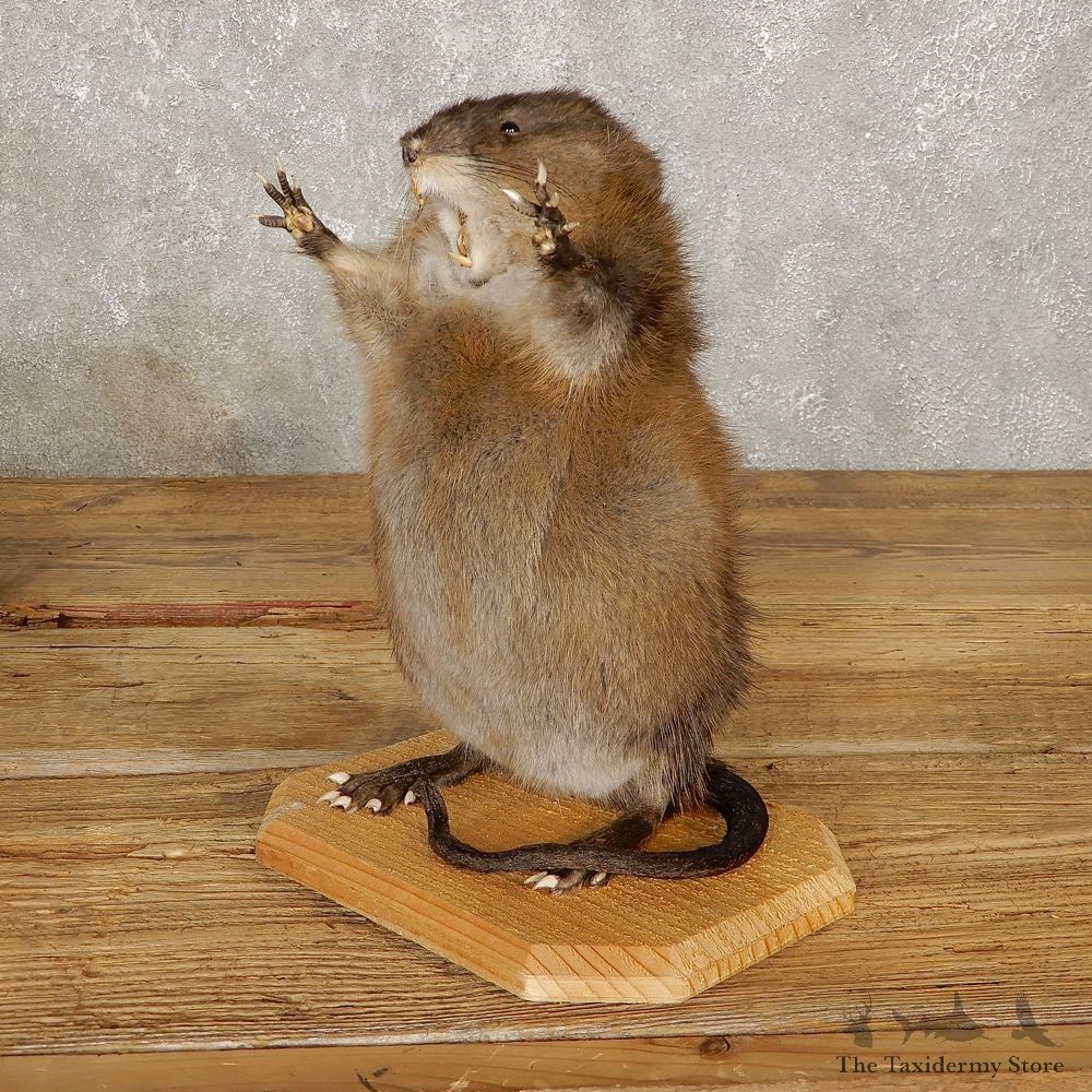 Muskrat Life Size Taxidermy Mount #20115 For Sale @ The Taxidermy Store