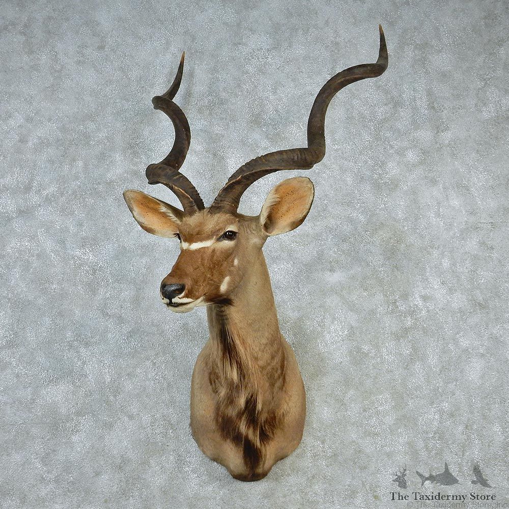 African Greater Kudu Taxidermy Shoulder Mount #12664 For Sale @ The Taxidermy Store