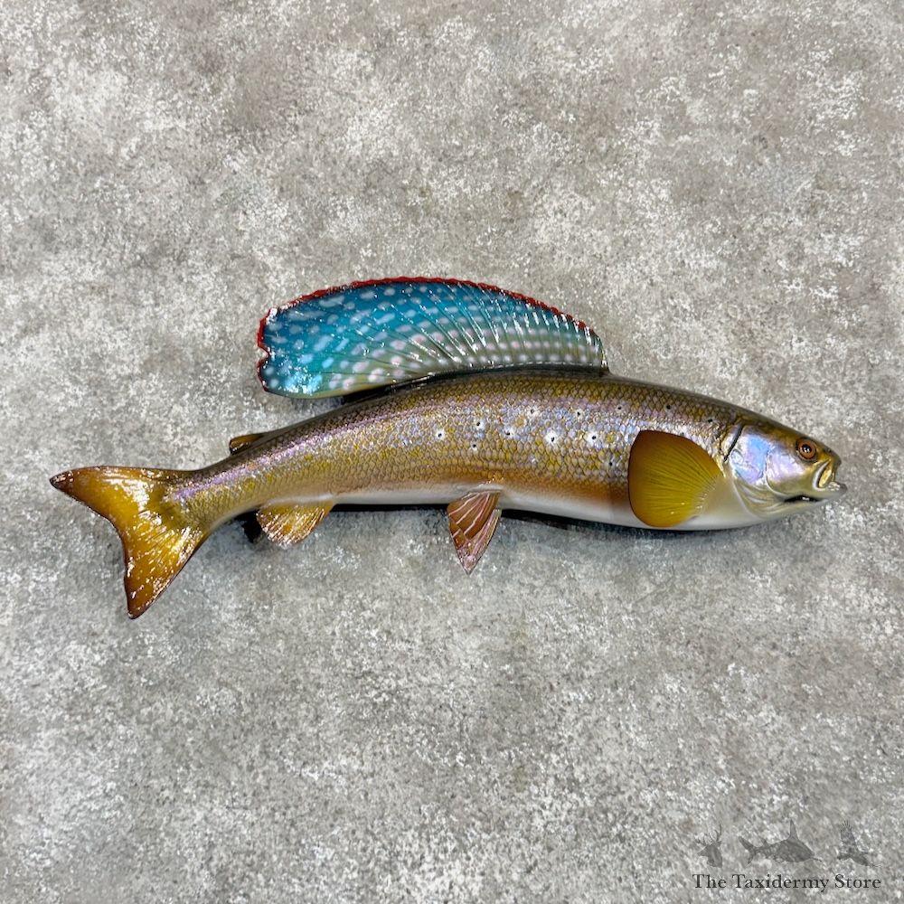 Arctic Grayling Fish Mount For Sale #30009 @ The Taxidermy Store