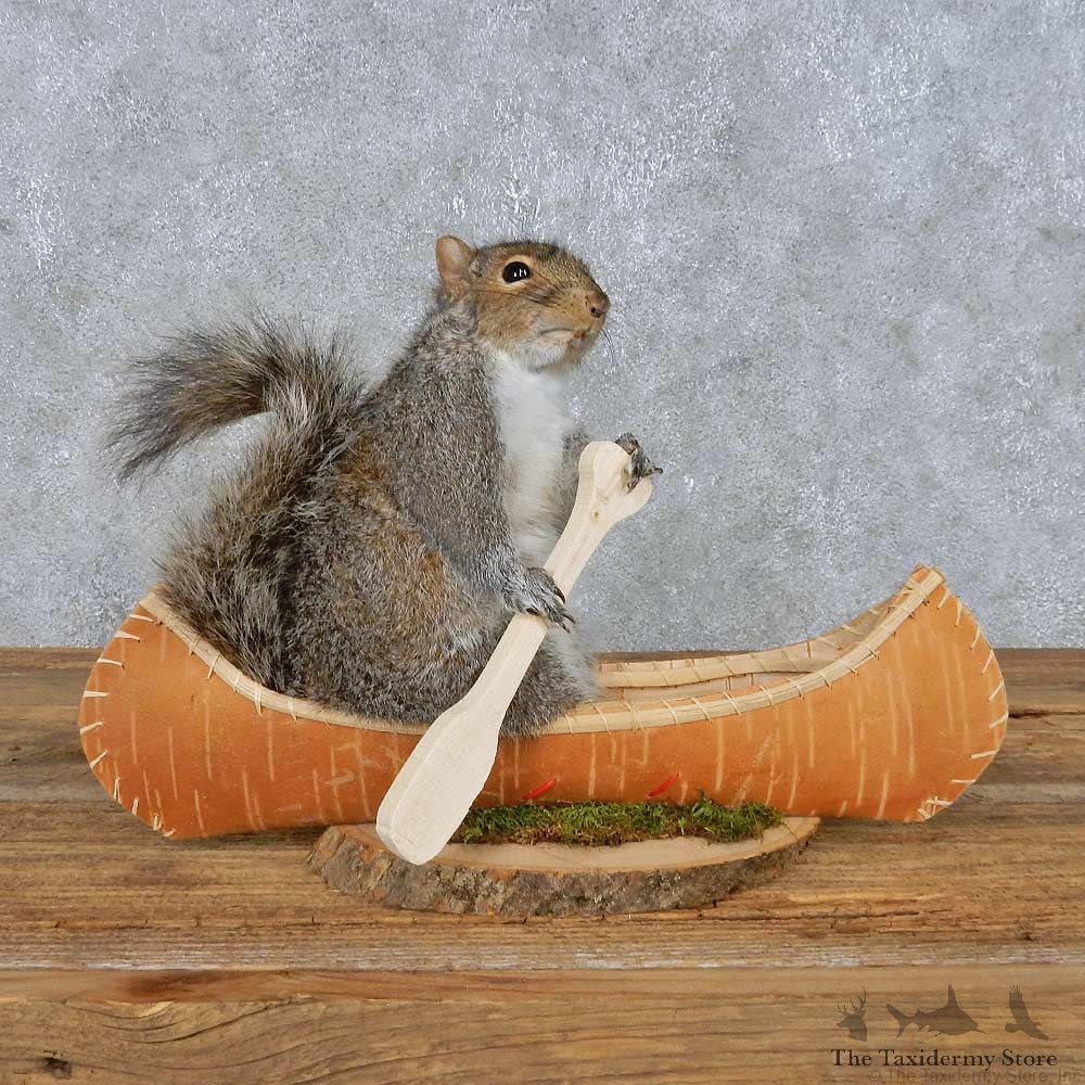Novelty Canoe Squirrel Mount For Sale #14923 @ The Taxidermy Store