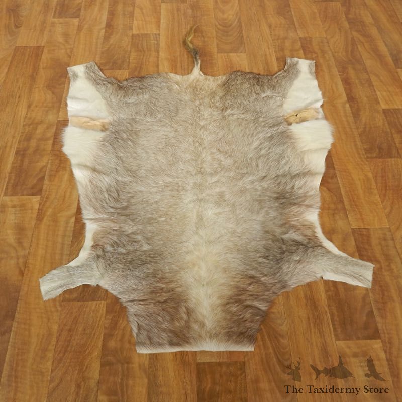 White Blesbok Hide Mount For Sale #17507 @ The Taxidermy Store