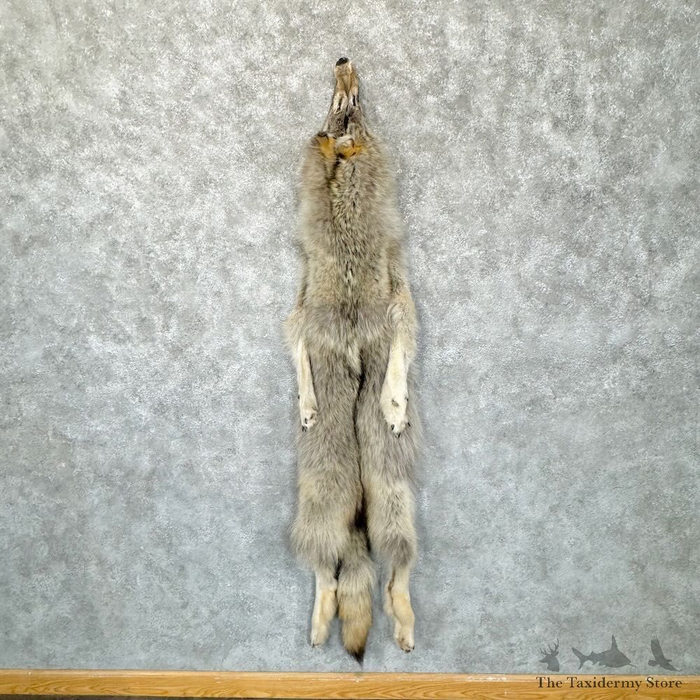 Alaskan Yukon Wolf Tanned Hide For Sale #28812 @ The Taxidermy Store