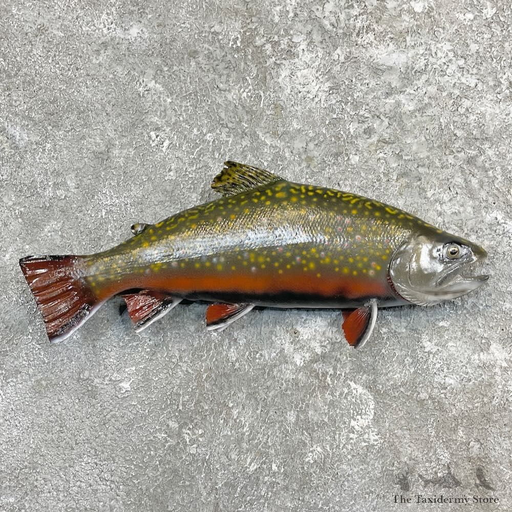 Brook Trout Fish Mount For Sale #27224 @ The Taxidermy Store