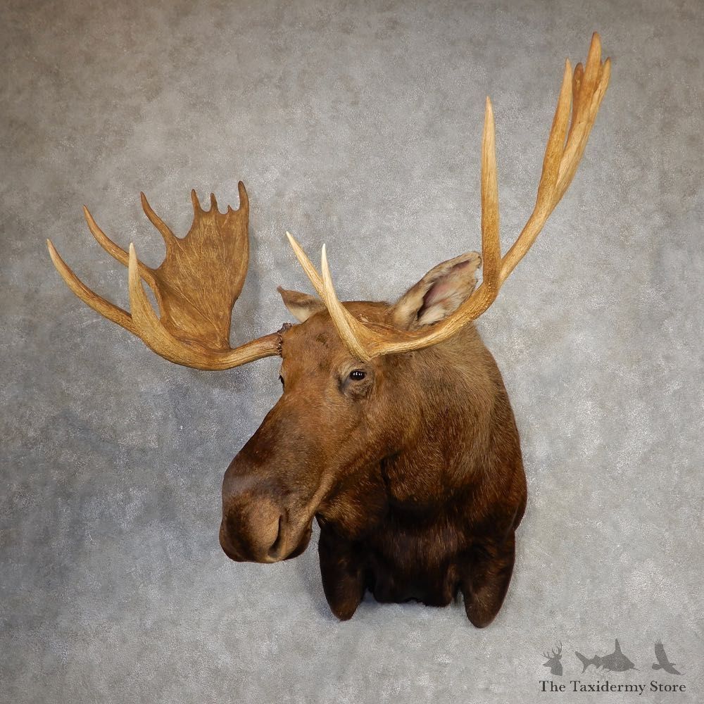 Alaskan Yukon Moose Shoulder Mount For Sale #20425 @ The Taxidermy Store