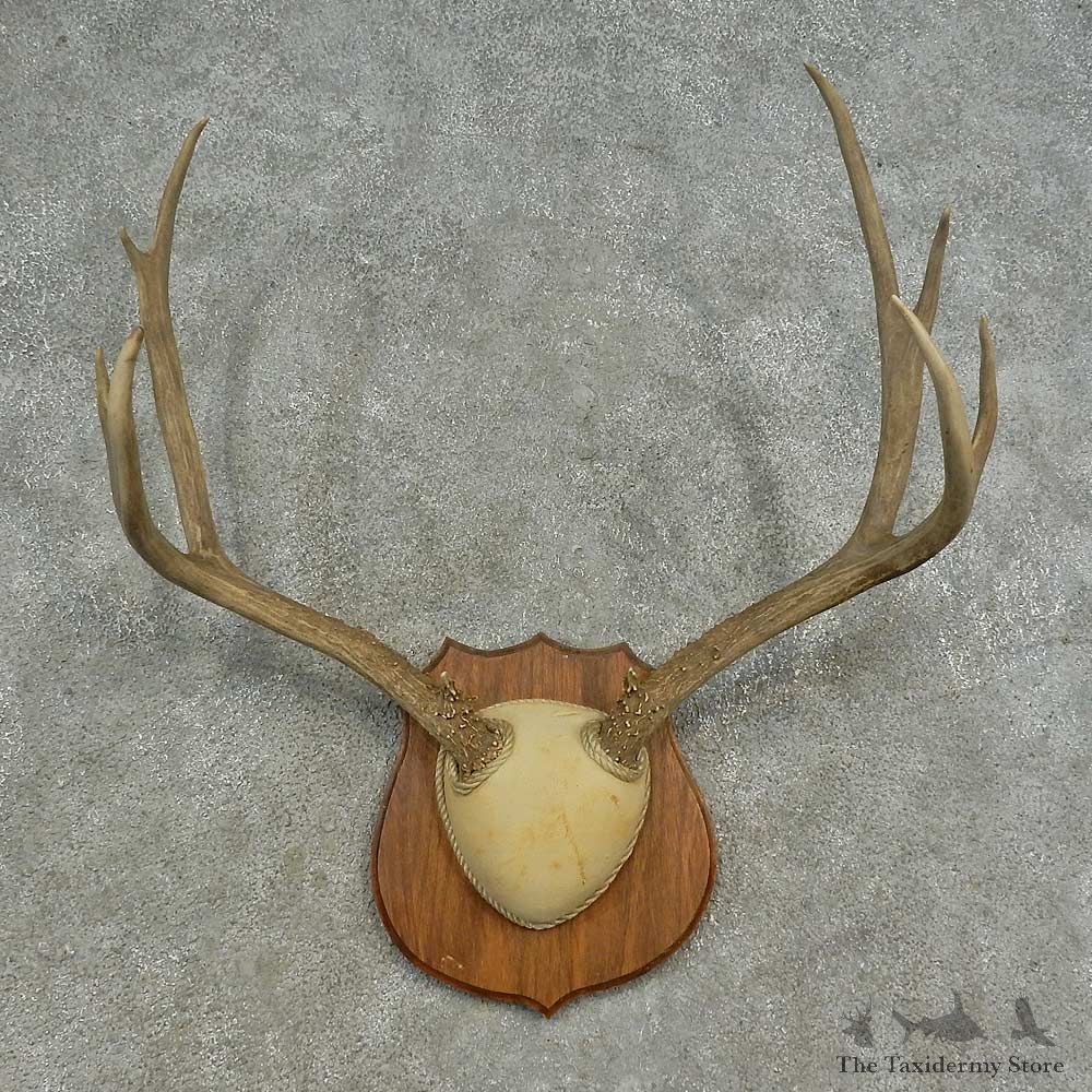 Mule Deer Skull European Mount For Sale #16623 @ The Taxidermy Store